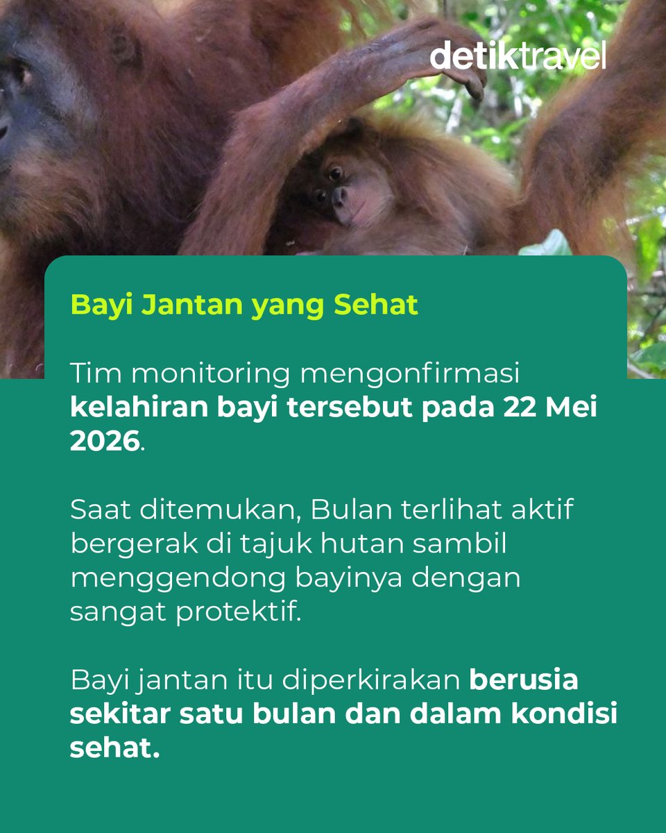 detikTravel's tweet photo. 🦧💚 Kabar baik dari Hutan Aceh!

Badar, bayi orangutan Sumatera yang lahir di Cagar Alam Jantho, menjadi simbol harapan baru bagi kelestarian satwa langka Indonesia.

#detikTravel #OrangutanSumatera #KonservasiSatwa #HariLingkunganHidup https://t.co/CJ9iSuOurD