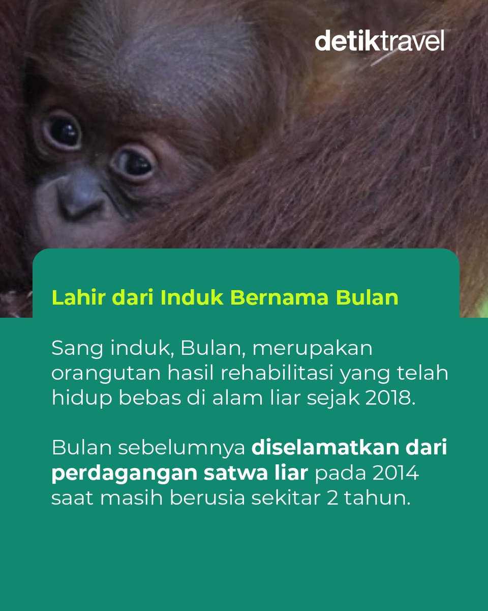 detikTravel's tweet photo. 🦧💚 Kabar baik dari Hutan Aceh!

Badar, bayi orangutan Sumatera yang lahir di Cagar Alam Jantho, menjadi simbol harapan baru bagi kelestarian satwa langka Indonesia.

#detikTravel #OrangutanSumatera #KonservasiSatwa #HariLingkunganHidup https://t.co/CJ9iSuOurD