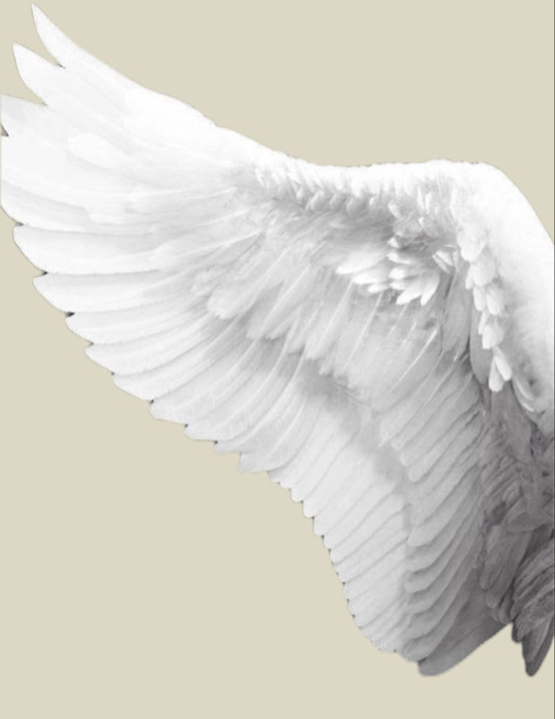 hevangelic's tweet photo. ₊˖⋆࿐໋₊˖ 𝒽_𝑒𝓋𝓋𝒶_𝓃 ⋆࿐໋₊˖ 🤍🪽 https://t.co/4qipjgmtXu