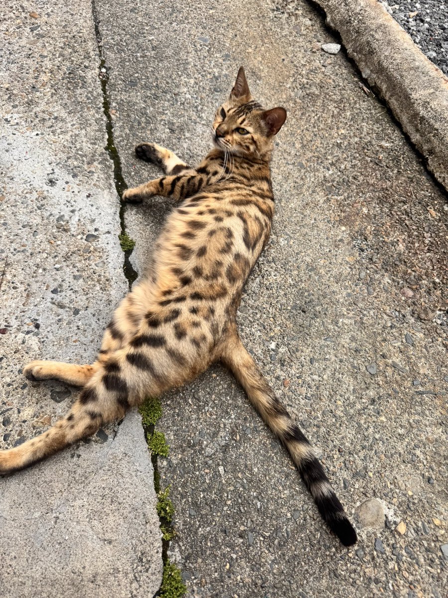 komukai375's tweet photo. 拡散希望

京都府京都市南区西九条猪熊町

雌のベンガルちゃんが最近DX東寺劇場に
来てます！
まだ若い子で雄に追い回されてます。

毎日劇場でご飯を食べてオヤツも食べ元気！
警戒心あるが人懐っこい。

#京都
#拡散
#迷い猫 https://t.co/e6SfQkVPtK
