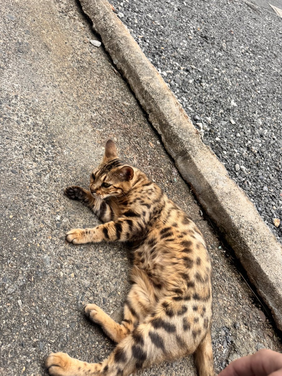 komukai375's tweet photo. 拡散希望

京都府京都市南区西九条猪熊町

雌のベンガルちゃんが最近DX東寺劇場に
来てます！
まだ若い子で雄に追い回されてます。

毎日劇場でご飯を食べてオヤツも食べ元気！
警戒心あるが人懐っこい。

#京都
#拡散
#迷い猫 https://t.co/e6SfQkVPtK
