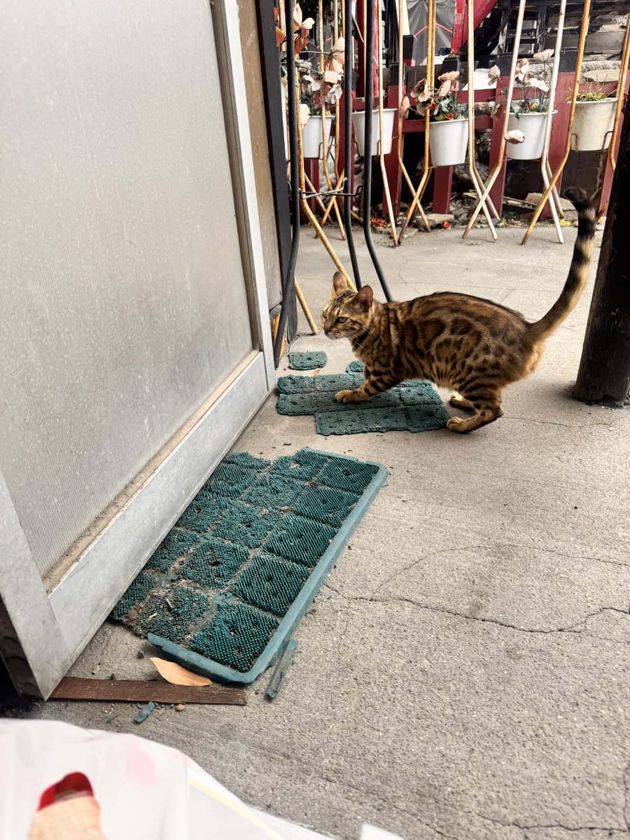 komukai375's tweet photo. 拡散希望

京都府京都市南区西九条猪熊町

雌のベンガルちゃんが最近DX東寺劇場に
来てます！
まだ若い子で雄に追い回されてます。

毎日劇場でご飯を食べてオヤツも食べ元気！
警戒心あるが人懐っこい。

#京都
#拡散
#迷い猫 https://t.co/e6SfQkVPtK