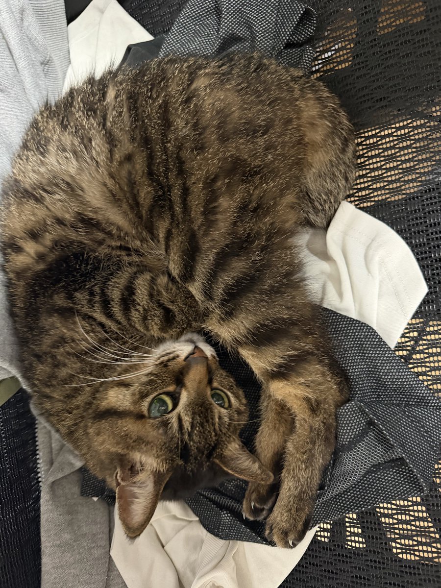 BlocksBricks1's tweet photo. 出勤ですか？😼
ご飯は入れといて寝😽 https://t.co/xuMyyocwkc