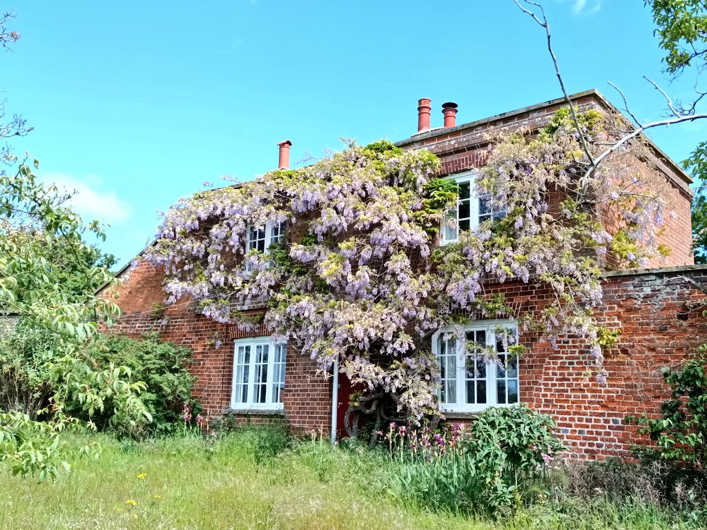 CEMustoe's tweet photo. Wisteria at Ickworth NT Suffolk 
#FlowersonFriday https://t.co/bZptk0YHnJ