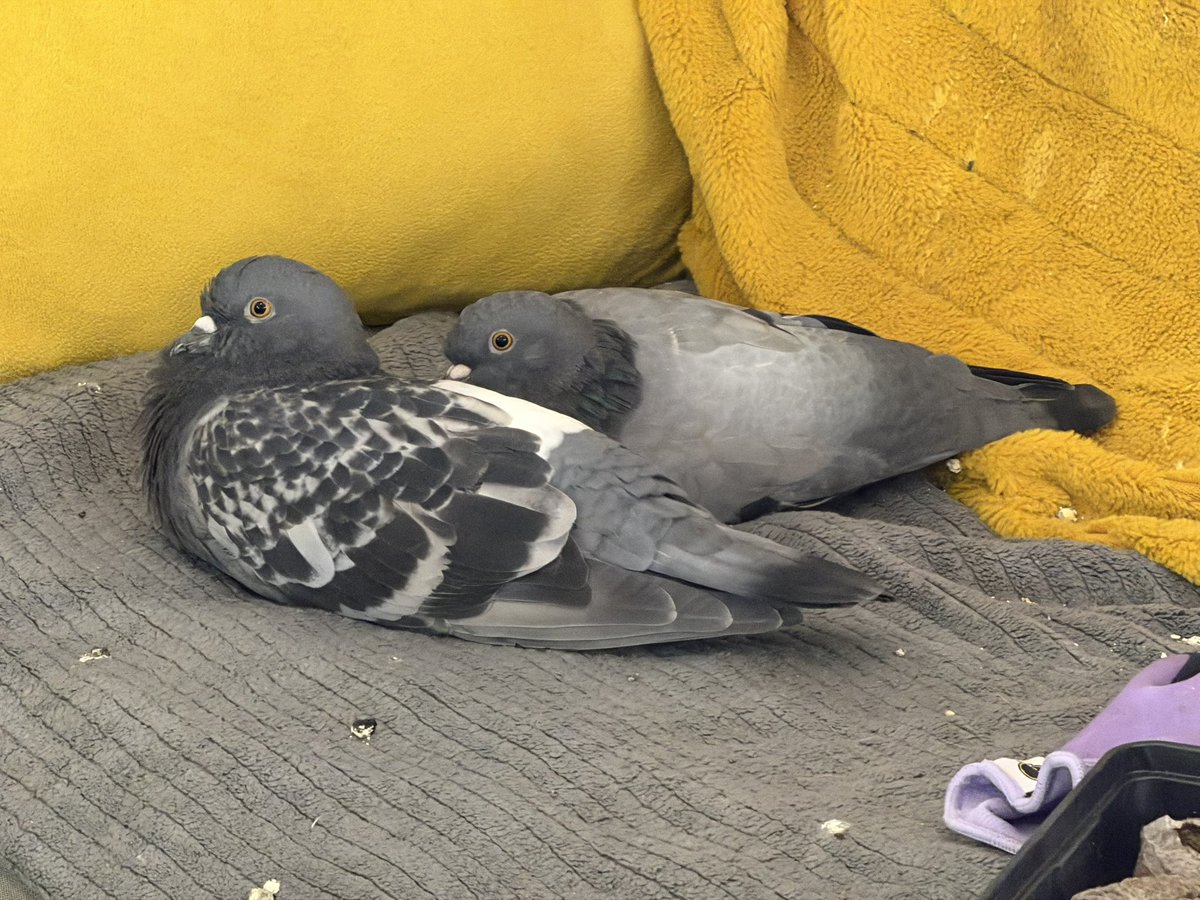 itsmintychip's tweet photo. My pigeons (Checkers in the foreground, Chess background) keep eating my bell pepper plants, and it’s pissing me off!! https://t.co/HpGyc1vsWV