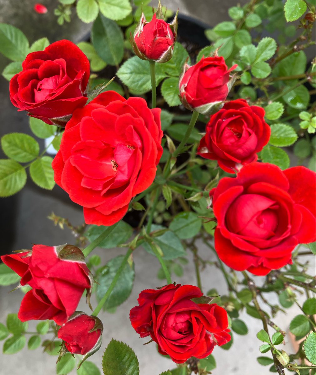 asagi340's tweet photo. 刮目せよ！！！！
お昼後の憂鬱な気持ちを吹っ飛ばす癒し🌹
ミニ薔薇9連星！！！！

蕾がついた時はさすがに心配になって摘蕾しようか迷ったけど…綺麗だ…
すっげぇぇぇぇえええ！！！！

元太くんみたいに言っちゃったけど爆発しないよね？？
みんな午後もガンバレイ♥️♥️ https://t.co/yhM1mgx8gZ