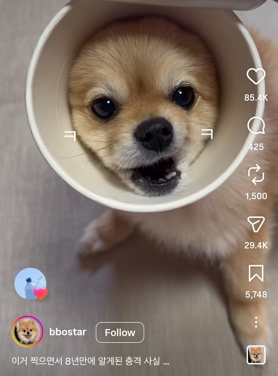 mrsjungchanwoo's tweet photo. YoungK liked these instagram reels of playful cat, puppy in ramyeon cup, skating dog, jumping deer and kangaroo being petted literally the cutest and sooo adorable https://t.co/xTGG1KRSte