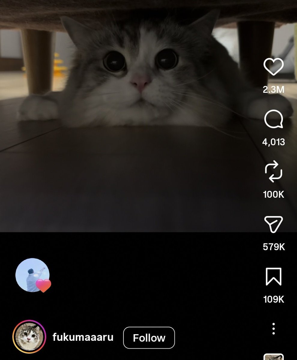 mrsjungchanwoo's tweet photo. YoungK liked these instagram reels of playful cat, puppy in ramyeon cup, skating dog, jumping deer and kangaroo being petted literally the cutest and sooo adorable https://t.co/xTGG1KRSte