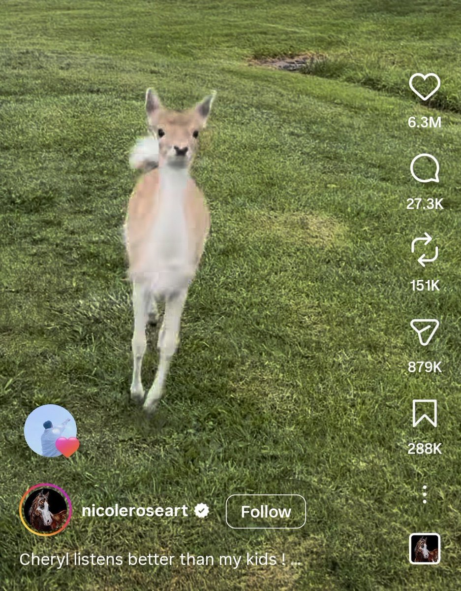 mrsjungchanwoo's tweet photo. YoungK liked these instagram reels of playful cat, puppy in ramyeon cup, skating dog, jumping deer and kangaroo being petted literally the cutest and sooo adorable https://t.co/xTGG1KRSte