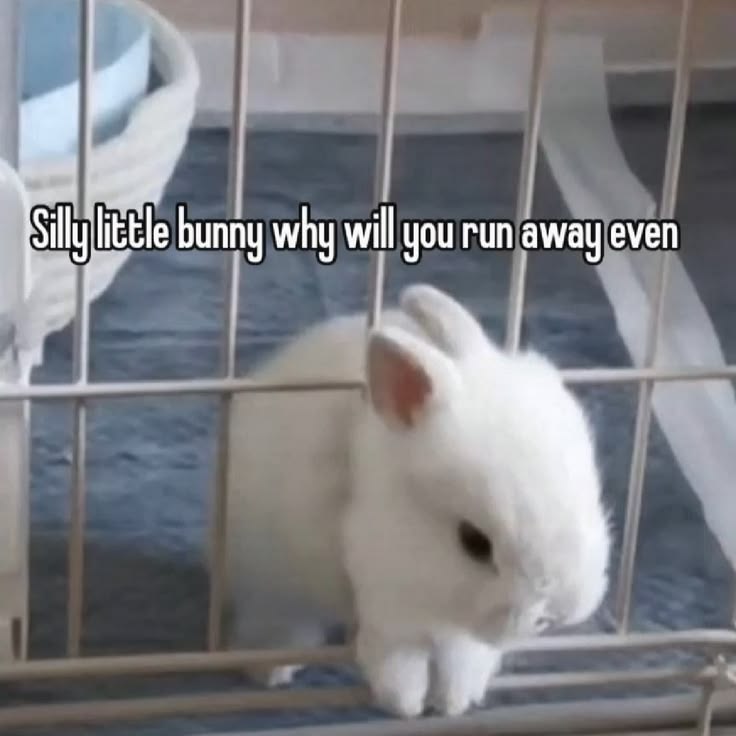 WHY YOU SHOULD HAVE A BUNNIES tweet media