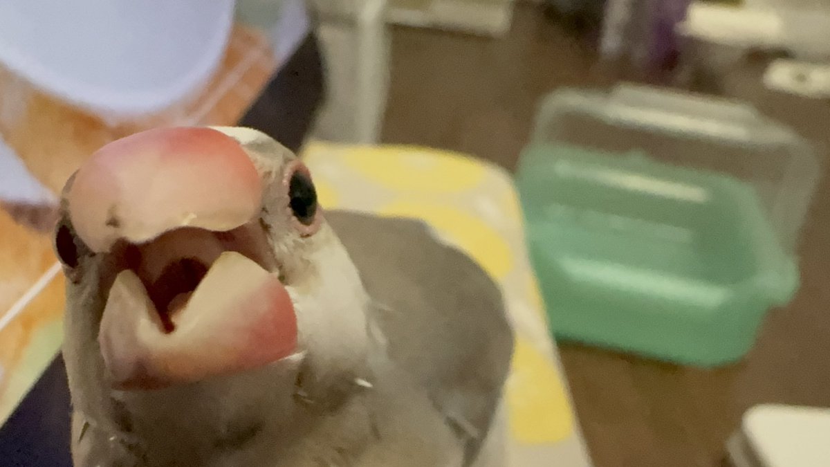 hatichai's tweet photo. 換羽中はちょっと機嫌悪め

#文鳥 https://t.co/wQHSlaEoRO