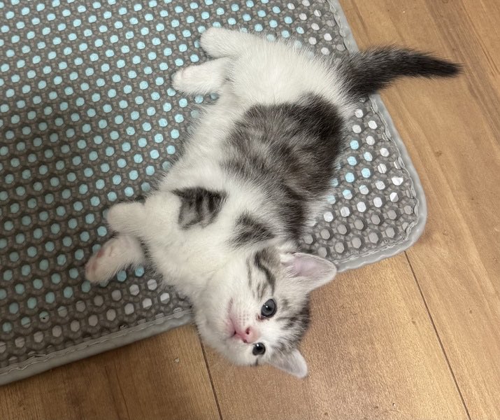satoya_boshu's tweet photo. マンチカン子猫の姉妹
推定0歳2ヶ月
♀ 大阪府

シルバーホワイト（タルト）は穏やかで甘えん坊です
キャリコ（カヌレ）は姉妹に比べて怖がりで警戒心強め、飼い主選びます
キャリコの気質を理解されている方
ブリーダー放棄のため人工哺乳で育てようやく離乳食が始まりました。 https://t.co/VOmD1h0caU