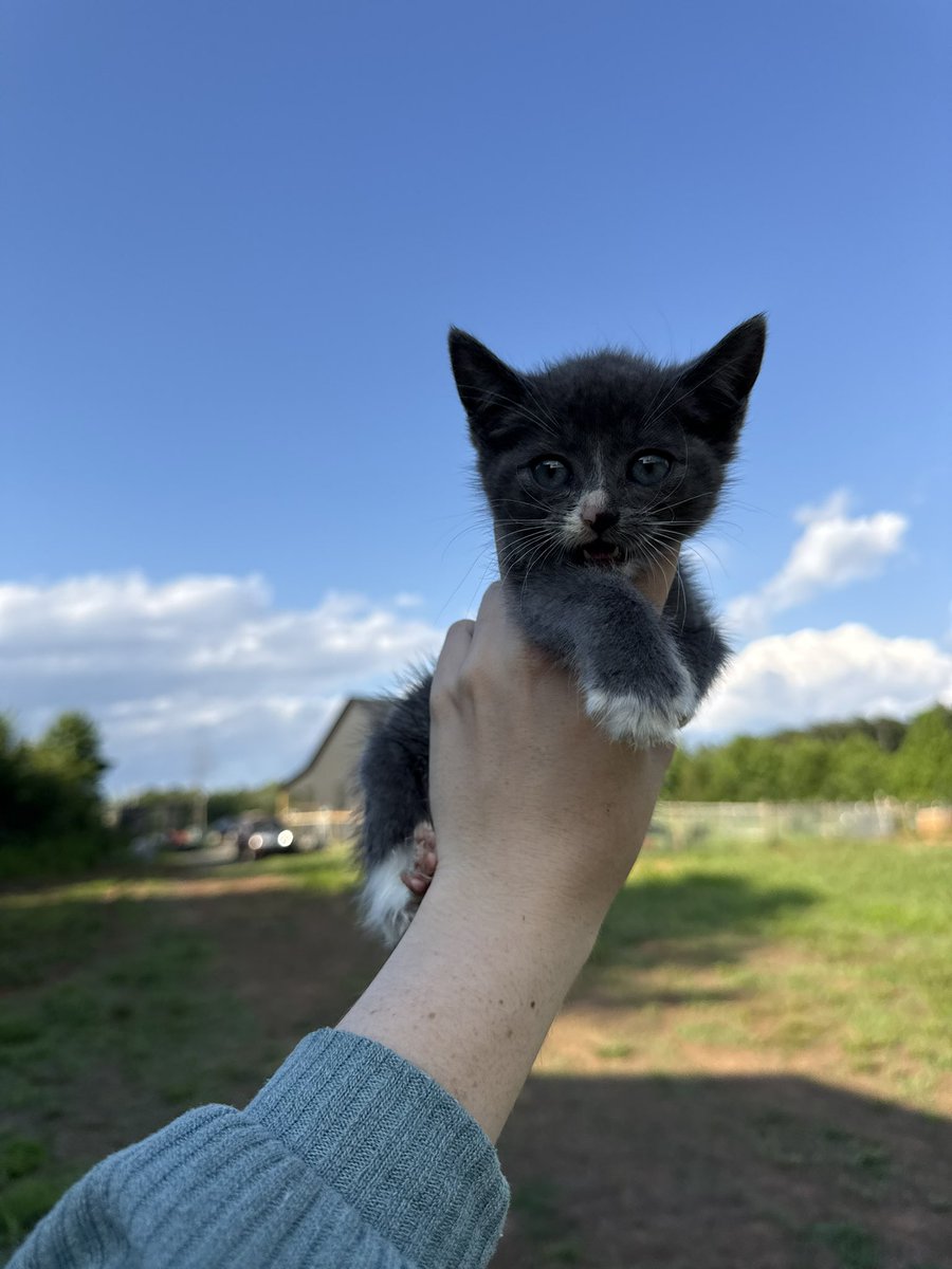 lvxemmaa's tweet photo. anyone else find a 4 week old kitten stuck inside someones abdanoned car motor in a grocery store parking lot at 10 pm? no? just me? oh ok. https://t.co/xlTf5n0rr9