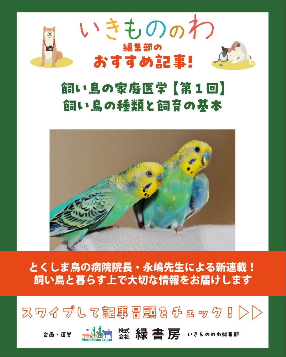 ikimono_no_wa's tweet photo. #いきもののわ 今日のおすすめ記事！
飼い鳥の家庭医学【第１回】飼い鳥の種類と飼育の基本
@bird_vet 

気になった方は、ぜひ記事をチェックしてみてください！
https://t.co/cMGZY1K6Wh

#とくしま鳥の病院 #鳥のいる生活 #飼い鳥の家庭医学 https://t.co/w0Fr6cr8w1
