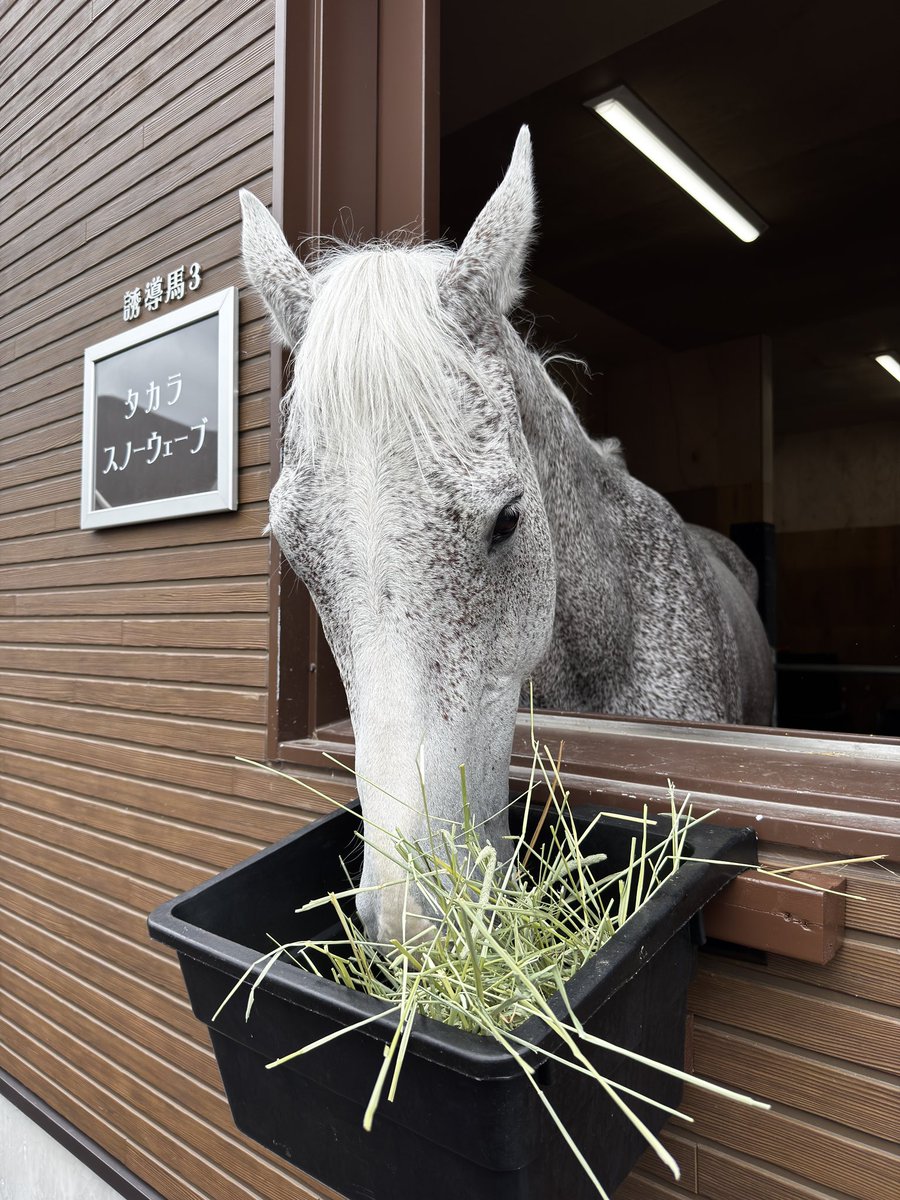 racehorse_f's tweet photo. #船橋競馬 開催最終日！

今日の誘導馬は
1-4、9-10レース  #エルデュクラージュ
5-8、11-12 レース #タカラスノーウェーブ

本日も9と12レースで誘導馬ふれあいタイムを予定してますが、天候や馬の調子により予告なく中止になる場合があります。 https://t.co/vDZV5e9uBg
