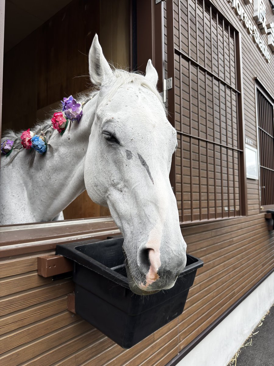 racehorse_f's tweet photo. #船橋競馬 開催最終日！

今日の誘導馬は
1-4、9-10レース  #エルデュクラージュ
5-8、11-12 レース #タカラスノーウェーブ

本日も9と12レースで誘導馬ふれあいタイムを予定してますが、天候や馬の調子により予告なく中止になる場合があります。 https://t.co/vDZV5e9uBg