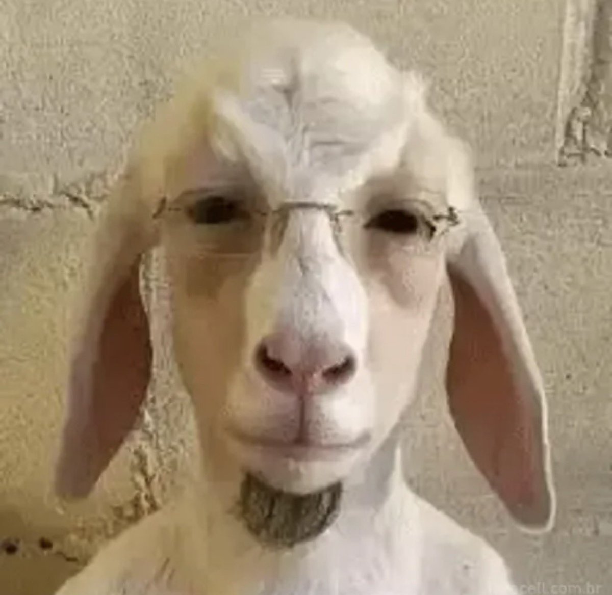 fredditox_'s tweet photo. @kpininimemes Una Kbra humana! 🔥 https://t.co/gnQWYTrFA4