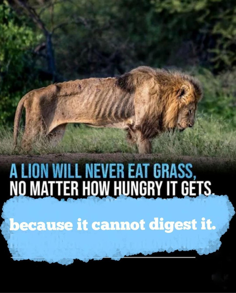 LiteralMem3s's tweet photo. https://t.co/fNMYIASjAR