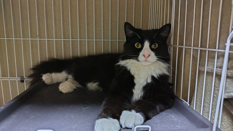 satoya_boshu's tweet photo. 長毛猫の男の子たち
推定1歳1ヶ月
♂ 兵庫県

町内に突然現れました。長毛猫のため、野良ではないと飼い主さんを探しましたが、一向に探している気配もなく、おそらく捨てられたか、放り出された子たちです。長毛猫は、毛玉もできやすく、地域猫としては生きていけないと思い保護しました。 https://t.co/YmYcdt5c5p