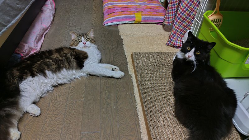 satoya_boshu's tweet photo. 長毛猫の男の子たち
推定1歳1ヶ月
♂ 兵庫県

町内に突然現れました。長毛猫のため、野良ではないと飼い主さんを探しましたが、一向に探している気配もなく、おそらく捨てられたか、放り出された子たちです。長毛猫は、毛玉もできやすく、地域猫としては生きていけないと思い保護しました。 https://t.co/YmYcdt5c5p