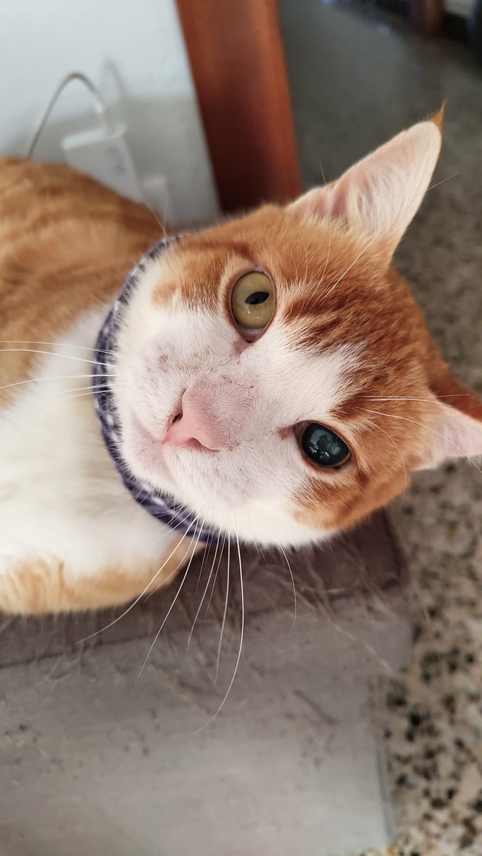 Solopar53137293's tweet photo. Xiqui busca llar! 
Gatet de 3-4 anys, un autèntic lluitador 💛 Va patir un atropellament molt greu: mandíbula, fèmur i paladar trencats.
Ara està recuperat  (sols té un ullet cec) i fa vida completament normal.
Molt carinyós 🧡
WhatsApp ☎️ 611 262 013
#XarxaCatalunyaAdopcions https://t.co/nJET34JS76