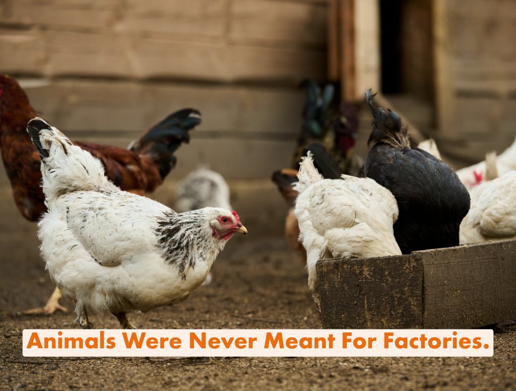 MoveTheWorldIN's tweet photo. Behind every cheap piece of meat is a system built on confinement, overcrowding, and mass production.Eating less meat, choosing ethical alternatives, and becoming aware of where food comes from are small steps that can create meaningful change.

Because compassion should not disappear behind factory walls.
📍Pledge to eat less meat: https://t.co/6VfwEYMrIN

#WorldAnimalProtection #PoultryFarming #FactoryFarming #EatLessMeat #AnimalCruelty #AnimalWelfare #EthicalEating #ConsciousLiving #CrueltyFree #SustainableChoices