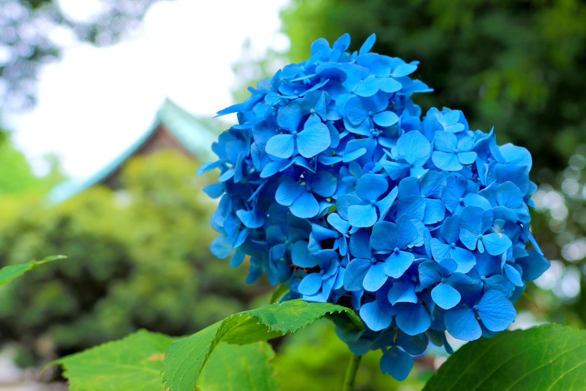 cat562562's tweet photo. 練馬 長命寺 紫陽花庭 https://t.co/lyqYcroknL
