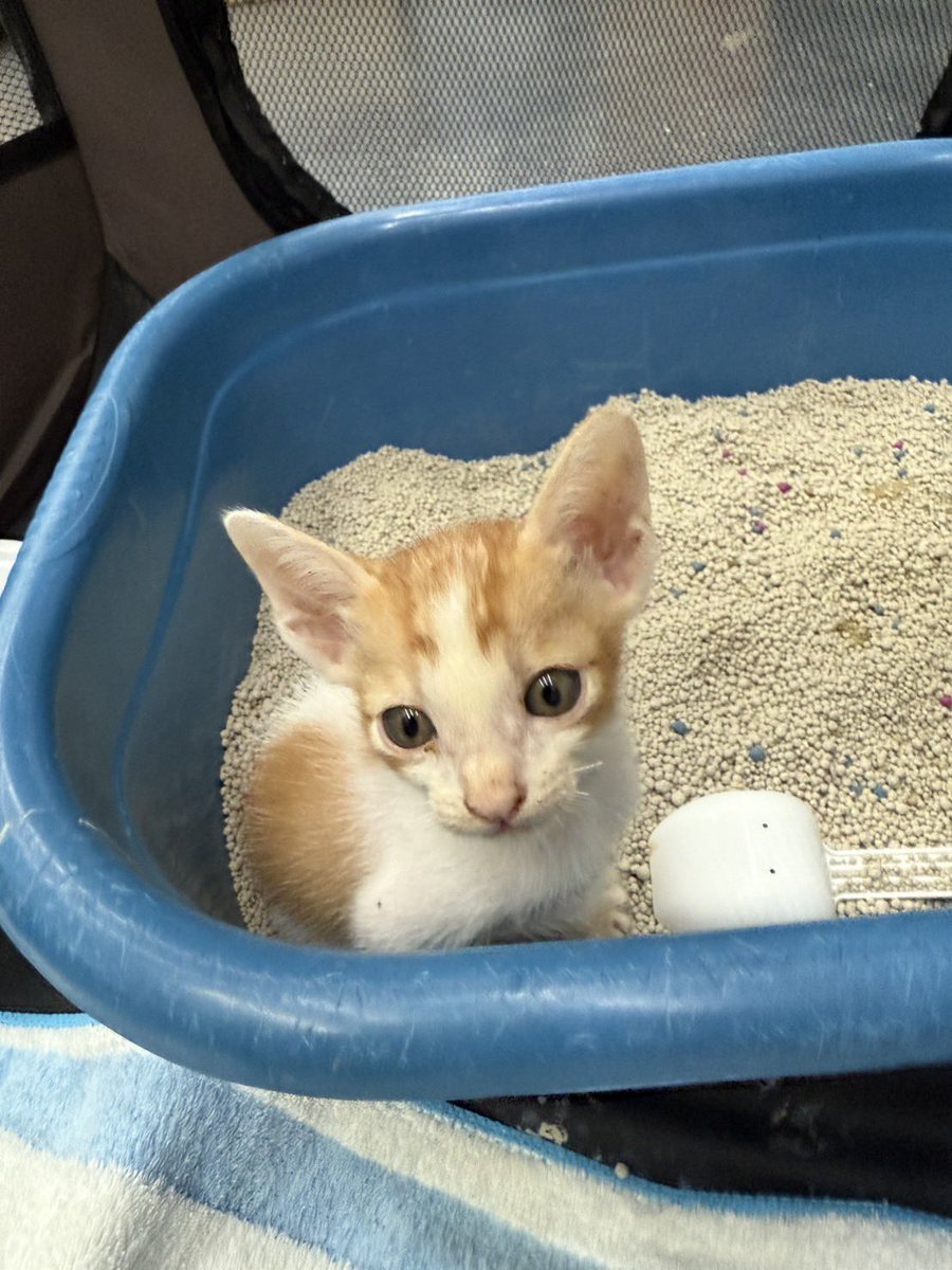 littleyinyinx's tweet photo. 🐈🏡 หาบ้านให้เด็กชายแกงส้ม
- อายุเกือบ 6 สัปดาห์
🎂 เกิดวันที่ 26 เมษา
- สุขภาพแข็งแรง ได้กินนมแม่มาตลอด
- ถ่ายพยาธิ✅
- เข้ากระบะทราย✅
- ร่าเริง ขี้อ้อน แสนซน
📍 พิกัด : สยาม/สามย่าน กทม. https://t.co/elC55n8S5Z