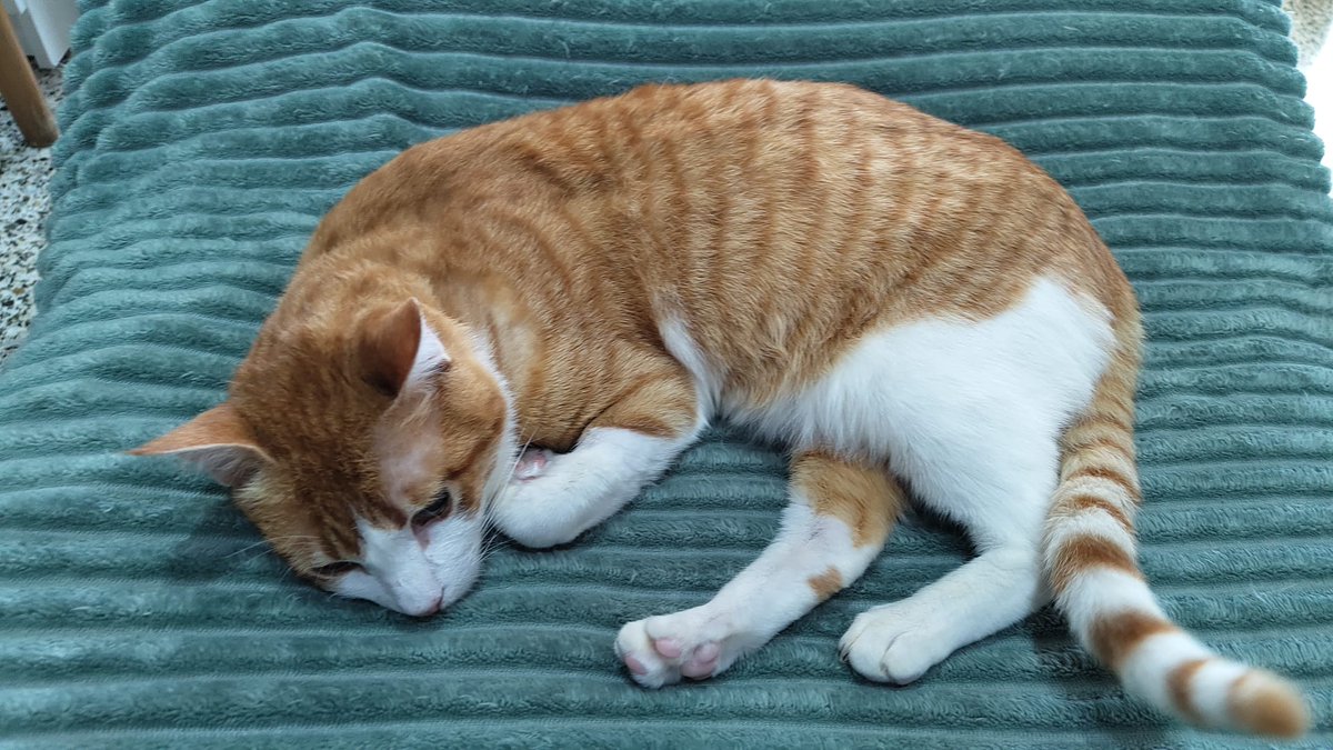 Solopar53137293's tweet photo. Xiqui busca llar! 
Gatet de 3-4 anys, un autèntic lluitador 💛 Va patir un atropellament molt greu: mandíbula, fèmur i paladar trencats.
Ara està recuperat  (sols té un ullet cec) i fa vida completament normal.
Molt carinyós 🧡
WhatsApp ☎️ 611 262 013
#XarxaCatalunyaAdopcions https://t.co/nJET34JS76