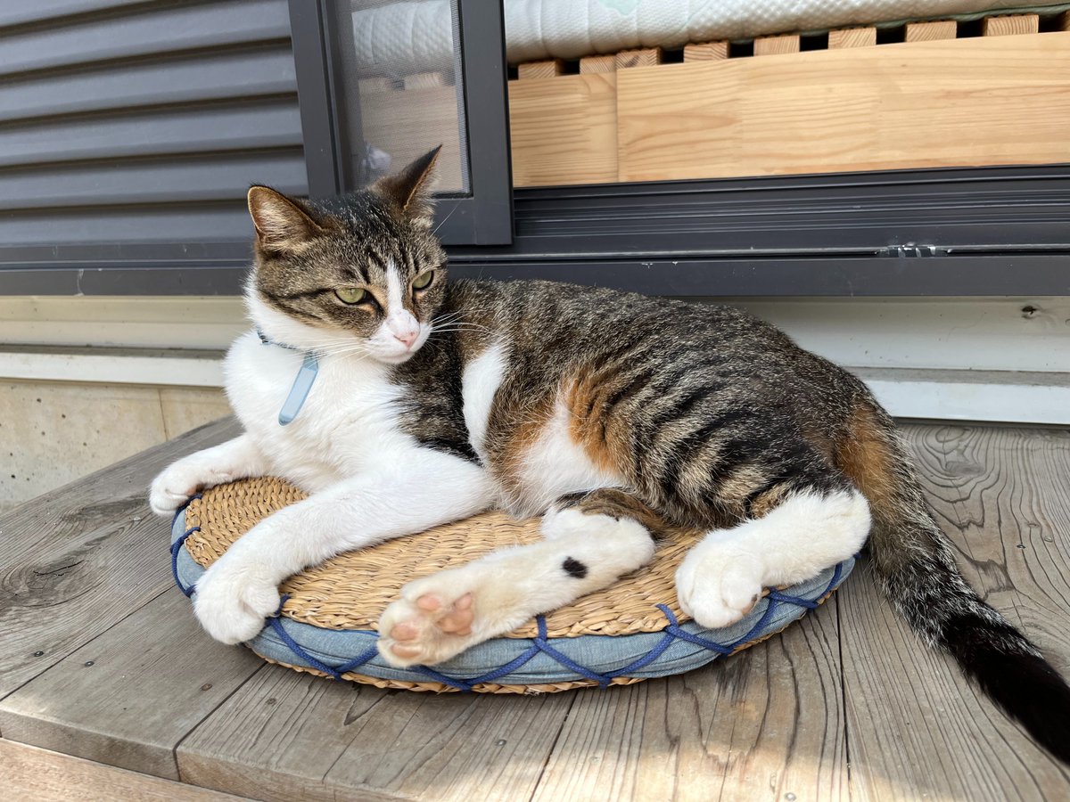 kyrierich's tweet photo. これは雨上がりの陽を満喫するねこ https://t.co/kvn3c56Bbu