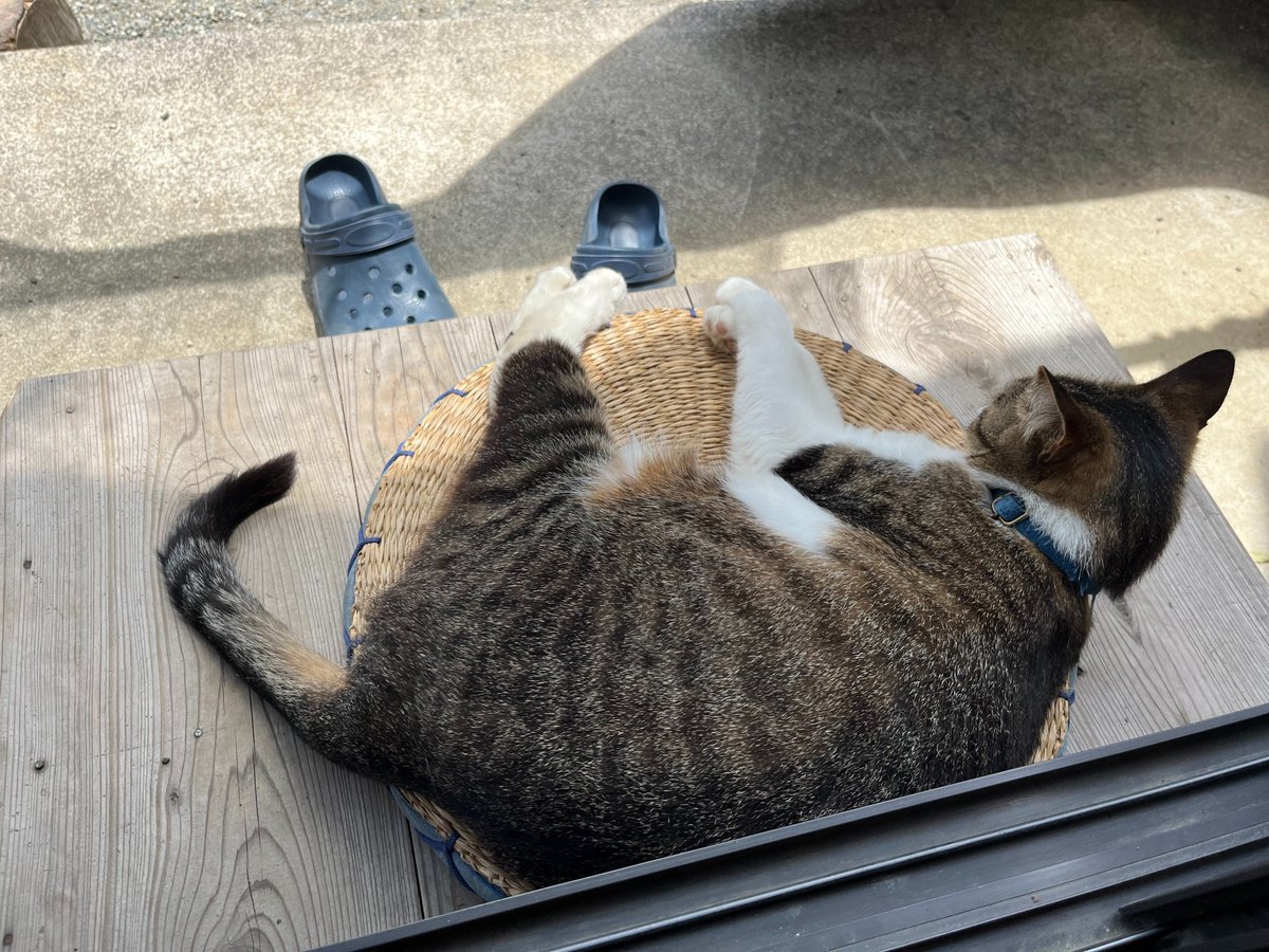kyrierich's tweet photo. これは雨上がりの陽を満喫するねこ https://t.co/kvn3c56Bbu