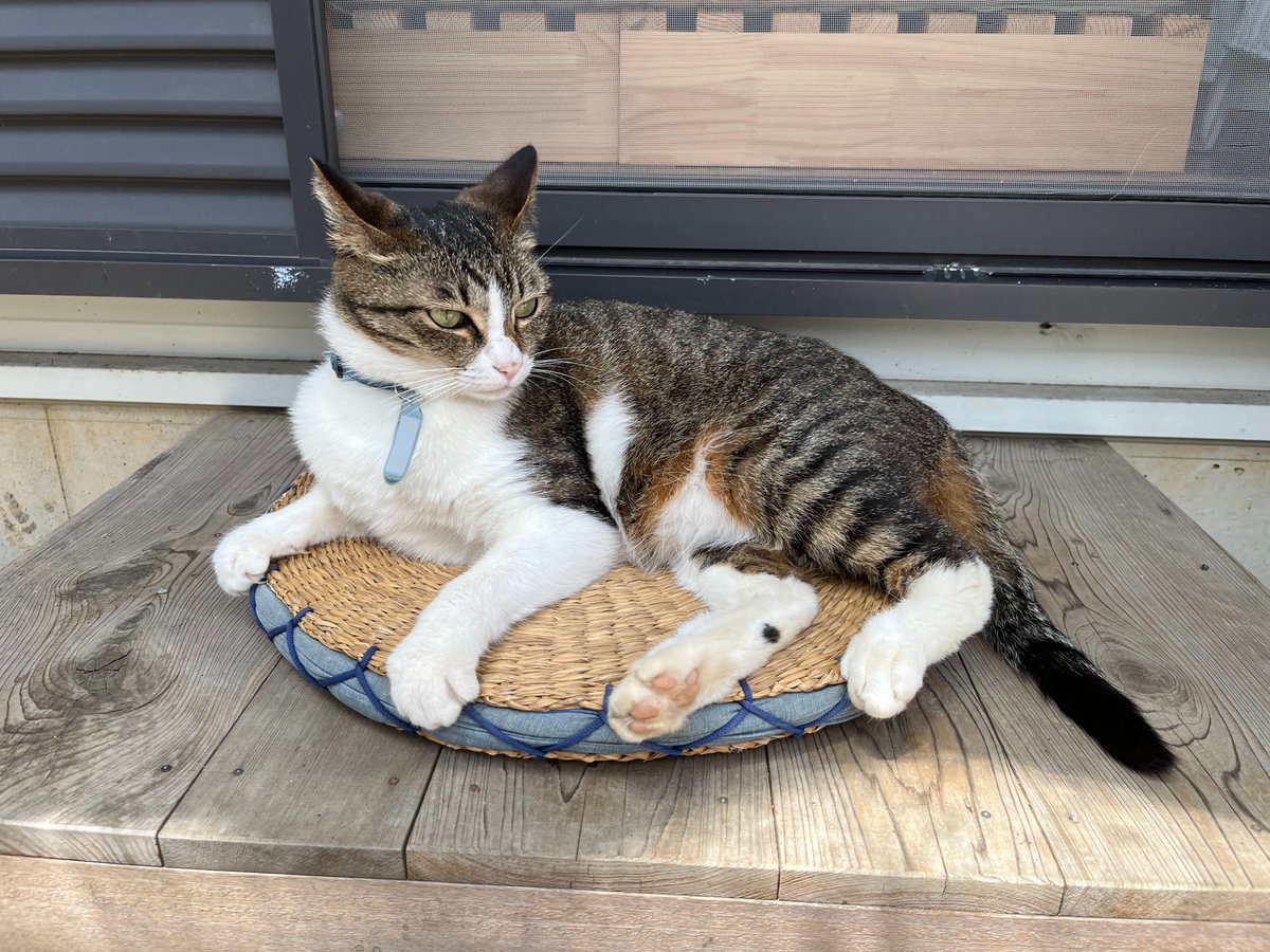 kyrierich's tweet photo. これは雨上がりの陽を満喫するねこ https://t.co/kvn3c56Bbu