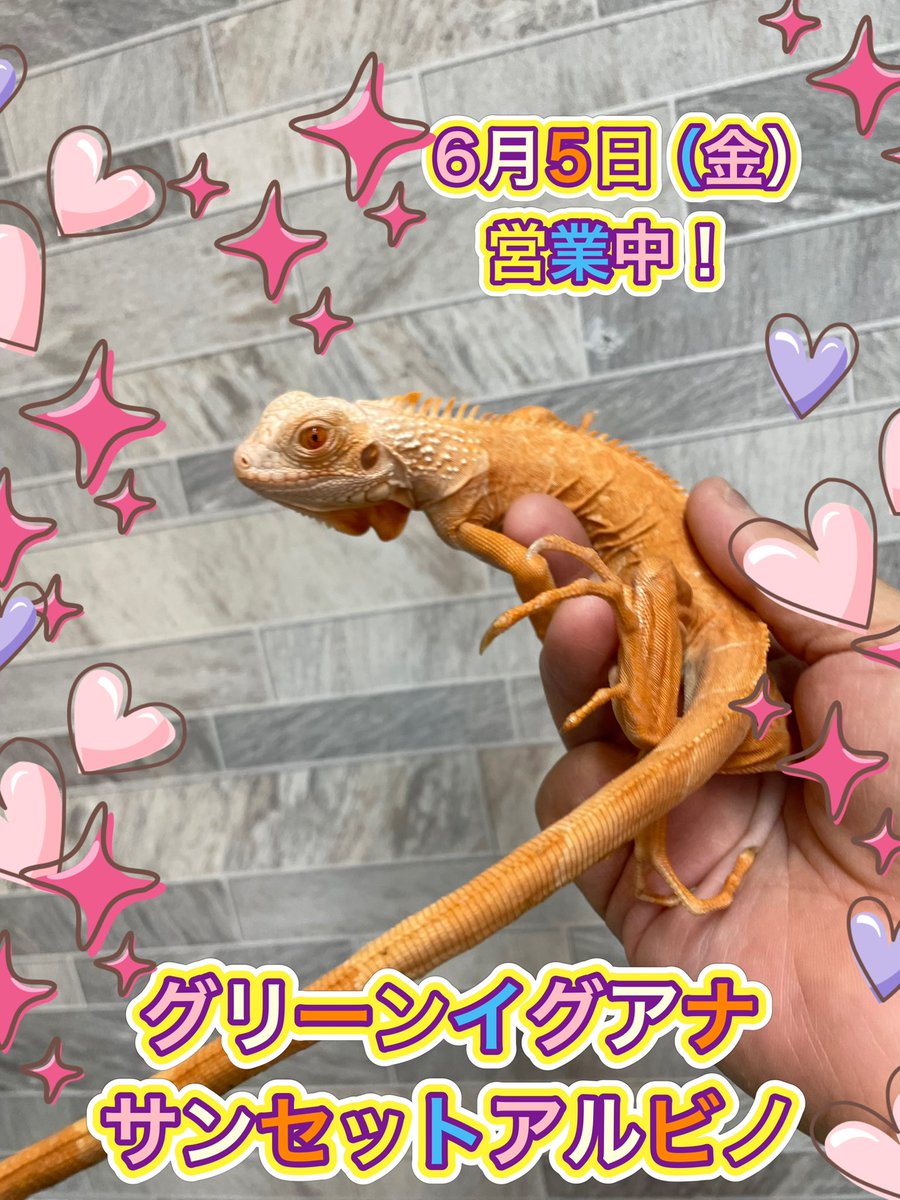 ハープタイル レプリカシリーズ ガラパゴスウミイグワナ ココカラ本日も営業中です！ 今週の週末 #WAF新潟 に出展の為、日曜日