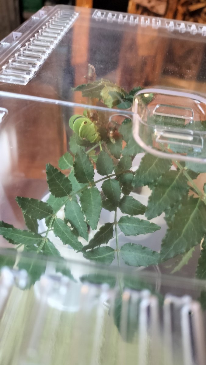 idasaku's tweet photo. 生存確認(・_・;) https://t.co/ibsEzOwR7m
