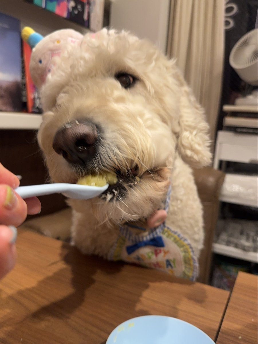Emma_goldendoo's tweet photo. 6さいに　なったよ🎂 https://t.co/HHpAIi5HZA