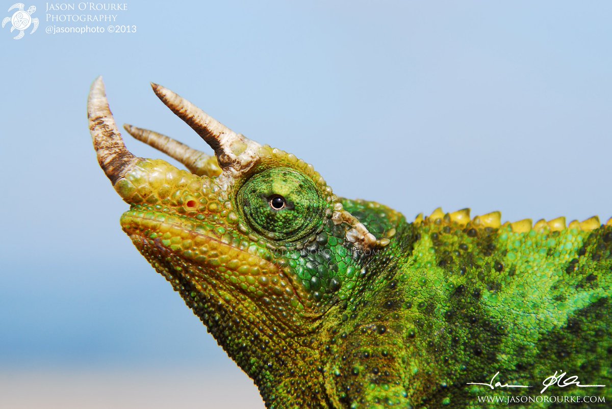 jasonophoto's tweet photo. A Jackson chameleon portrait. https://t.co/n9gfB5rYwt