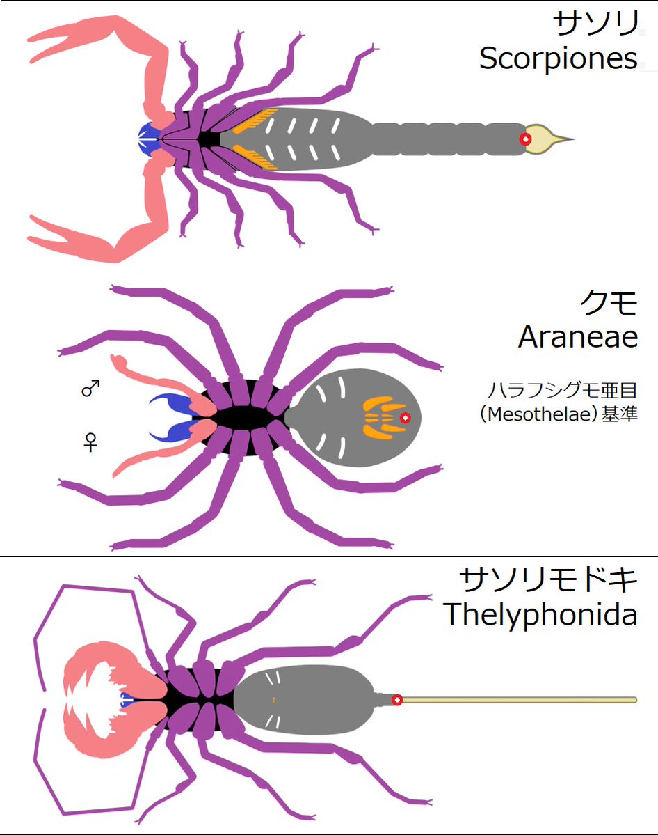 ni075's tweet photo. 「サソリの＊は尾の先にある」というより、胴の後半が尾のような形をしている。実際の尾は毒針だけ。
位置としては普通に腹面にあるが、体節が反ってるので普段から＊丸出し状態。 https://t.co/gSIc1YT8aB