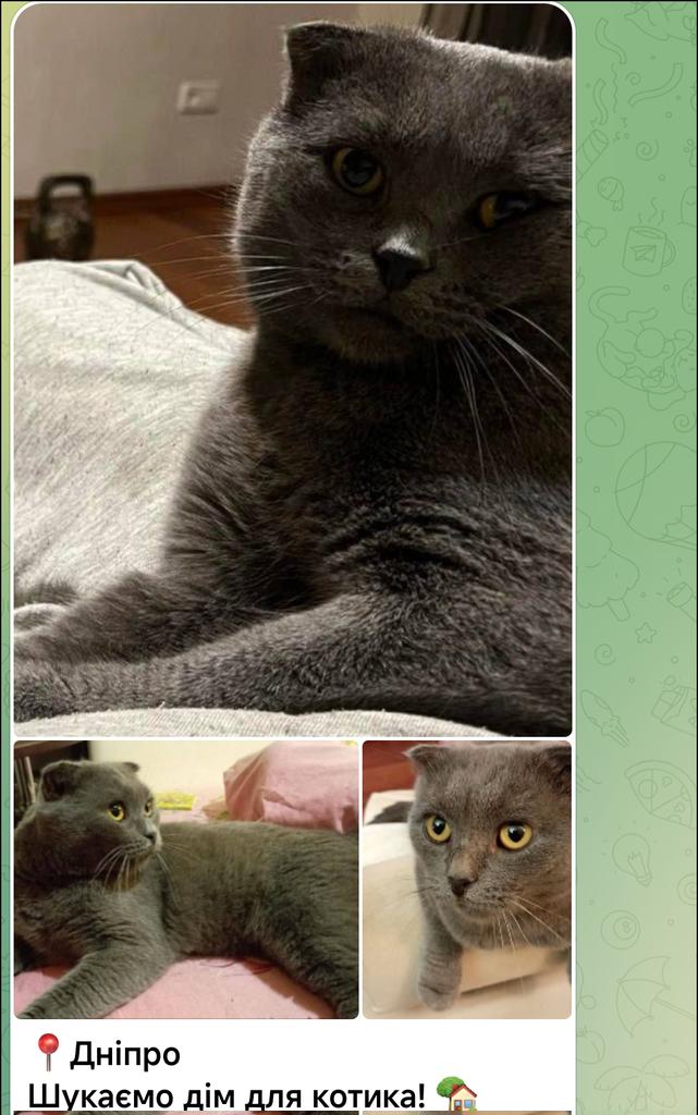 Bylbyleva's tweet photo. Котик залишився без дому. Його господар пішов служити

 Нелюдь, яка мала доглядати за твариною, просто викинула його на вулицю.  котик знайде свою людину. 
+380 96 219 1739 https://t.co/NUExS5r6Bf