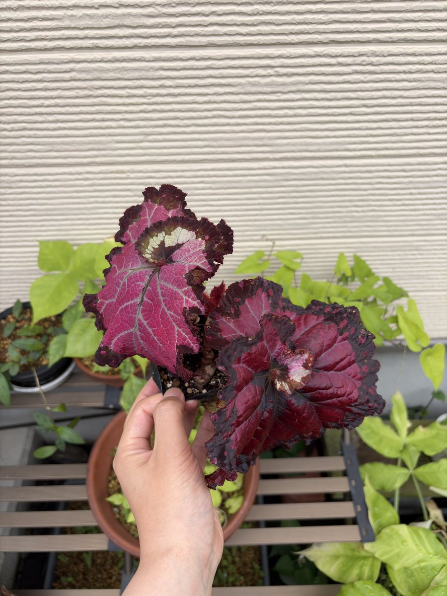 Policy25's tweet photo. フォロワーさんが植物イベントで出品してた謎のベゴニア、とんでもない大きさになっている😲🌱 https://t.co/VUKm98MDbW