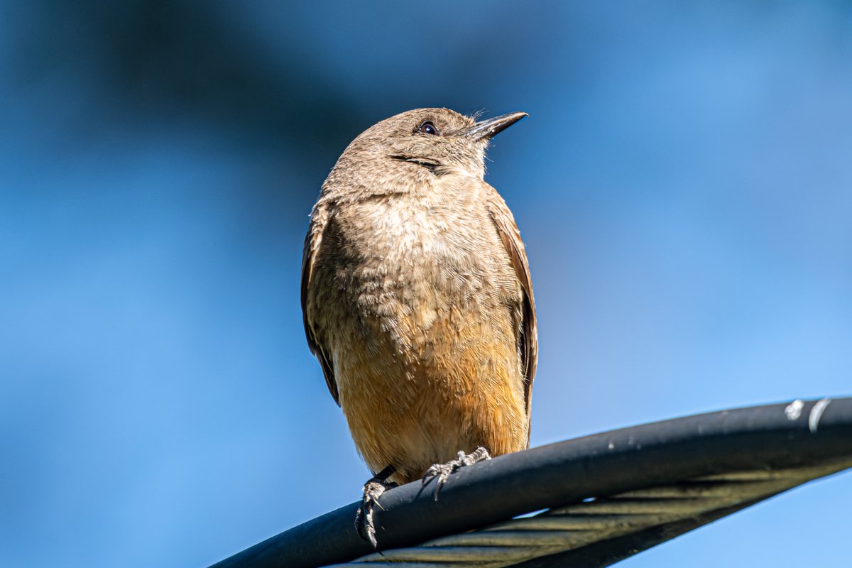 orksnork's tweet photo. the most beautiful bird in the world tbqh https://t.co/JM1he3MipR