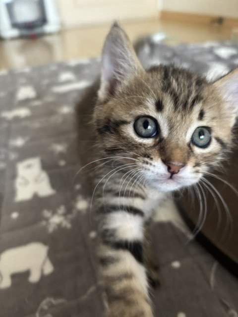 satoya_boshu's tweet photo. ムチムチボディがたまらないあたるくん
推定0歳1ヶ月
♂ 千葉県

初めての人にはちょっと警戒するようですが、すぐに仲良くなってゴロゴロと甘えん坊でとても可愛い男の子です。
まだ子猫なので、環境の変化などで体調の急変なども考えられる為、お留守番の時間がなるべく短いお家を希望しています。 https://t.co/2OvClVCK3D
