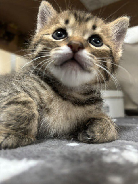satoya_boshu's tweet photo. ムチムチボディがたまらないあたるくん
推定0歳1ヶ月
♂ 千葉県

初めての人にはちょっと警戒するようですが、すぐに仲良くなってゴロゴロと甘えん坊でとても可愛い男の子です。
まだ子猫なので、環境の変化などで体調の急変なども考えられる為、お留守番の時間がなるべく短いお家を希望しています。 https://t.co/2OvClVCK3D