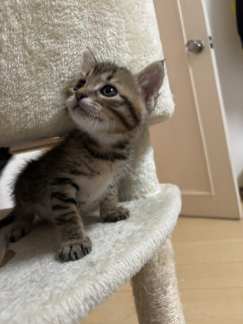 satoya_boshu's tweet photo. ムチムチボディがたまらないあたるくん
推定0歳1ヶ月
♂ 千葉県

初めての人にはちょっと警戒するようですが、すぐに仲良くなってゴロゴロと甘えん坊でとても可愛い男の子です。
まだ子猫なので、環境の変化などで体調の急変なども考えられる為、お留守番の時間がなるべく短いお家を希望しています。 https://t.co/2OvClVCK3D