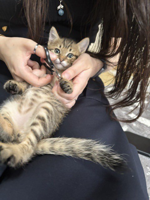 satoya_boshu's tweet photo. ムチムチボディがたまらないあたるくん
推定0歳1ヶ月
♂ 千葉県

初めての人にはちょっと警戒するようですが、すぐに仲良くなってゴロゴロと甘えん坊でとても可愛い男の子です。
まだ子猫なので、環境の変化などで体調の急変なども考えられる為、お留守番の時間がなるべく短いお家を希望しています。 https://t.co/2OvClVCK3D