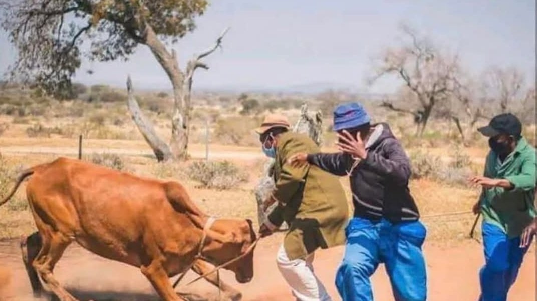 T_a_t_e_n_d_a's tweet photo. When her lobola cow is as stubborn as her. https://t.co/BIQ7uHSWqY