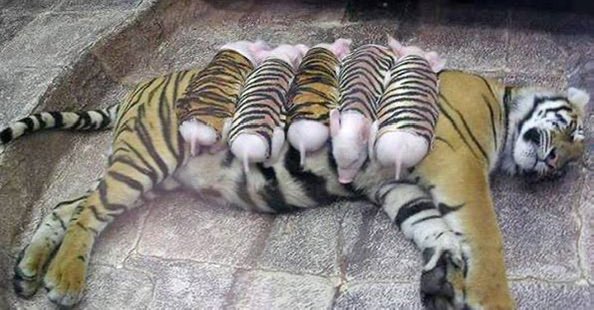 snsnokyoufu's tweet photo. タイの動物園で娘を失い鬱病になったトラに、子豚を家族として与えたら元気を取り戻したというニュース、いつ見ても好きすぎる https://t.co/rTKWufOpvC