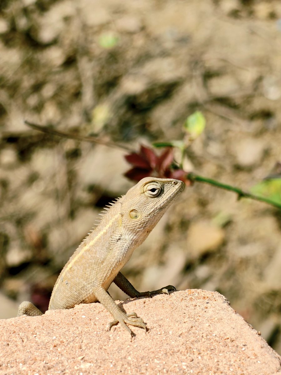mrinalpain's tweet photo. Garden Lizard 🦎 https://t.co/6QAC0CKKR6