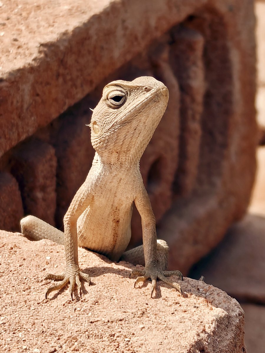 mrinalpain's tweet photo. Garden Lizard 🦎 https://t.co/6QAC0CKKR6