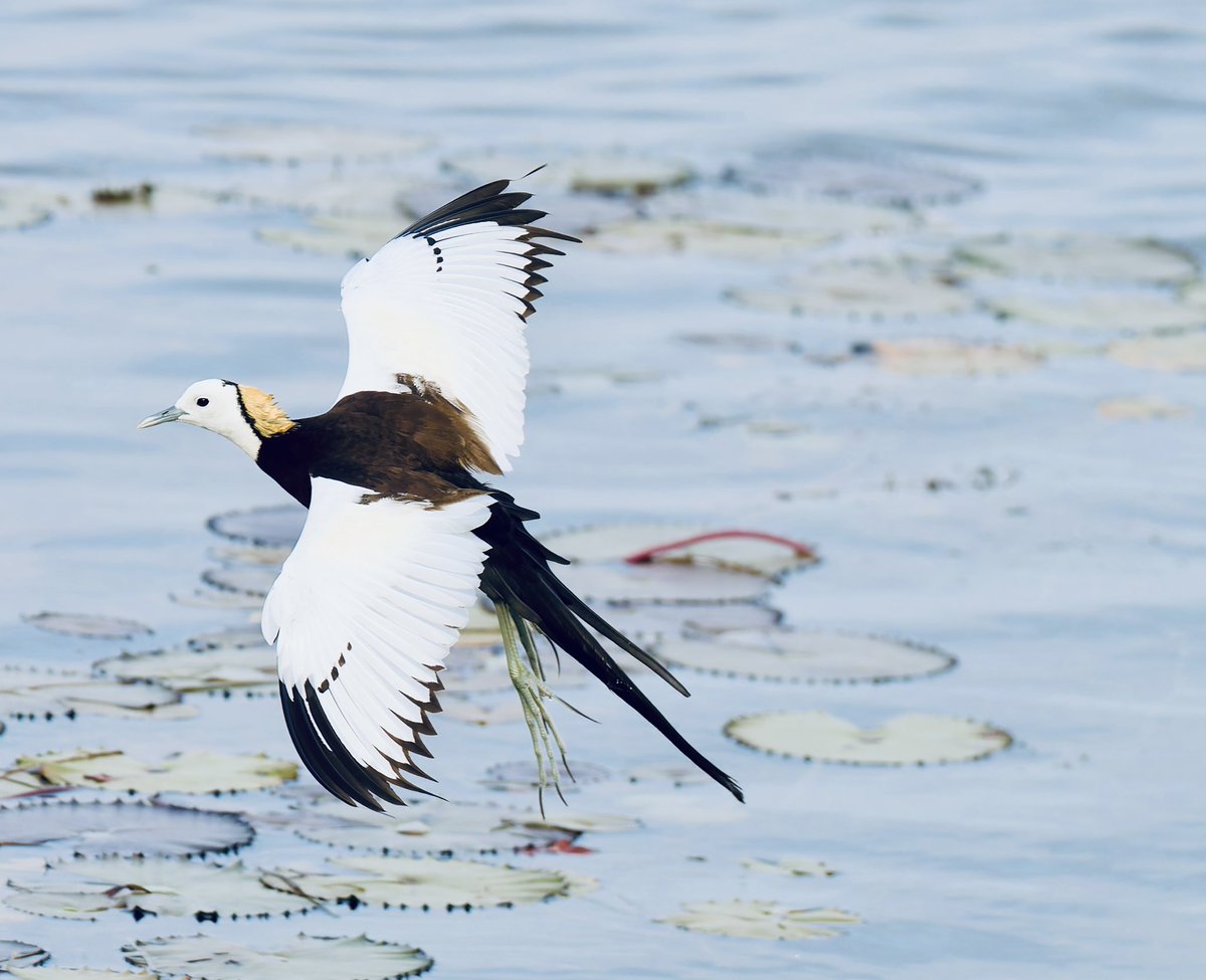 wordsforbirds's tweet photo. Saw a Pheasant -tailed Jacana + A Black Bittern during my morning walk this morning. How did your day begin? #IndiAves   #BirdsofGujarat https://t.co/XY4EdpPmoZ