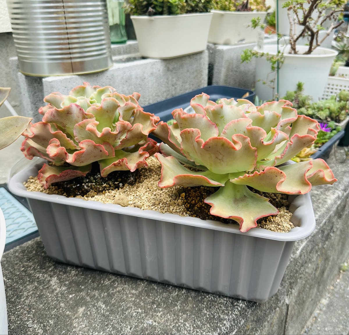 ご確認用♡多肉植物♡ 多肉植物